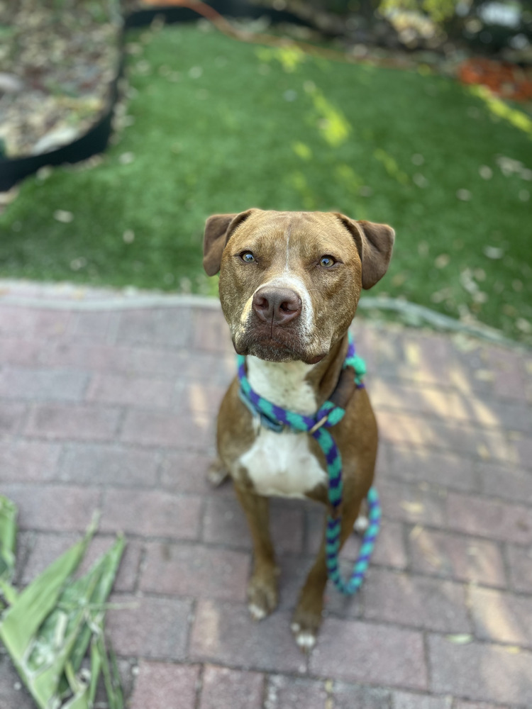 Ginger (Mimi)