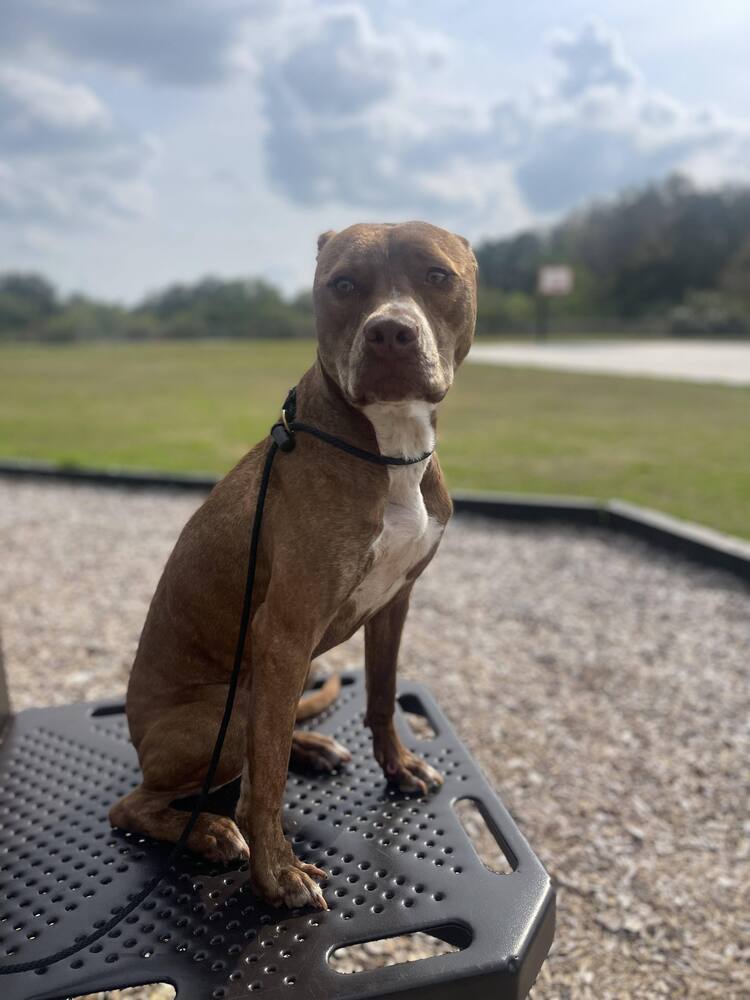 Ginger (Mimi)