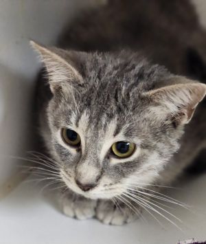 Jinx, Young Female Domestic Short Hair