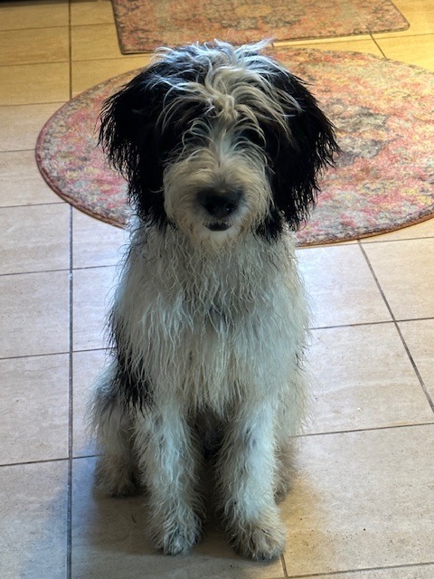 Bodhi
