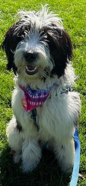 Bodhi