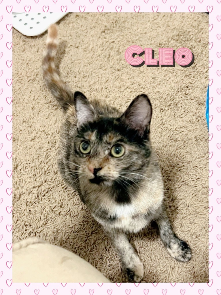 Cleo Smolz, an adoptable Domestic Short Hair in Calgary, AB, T3S 0C5 | Photo Image 1
