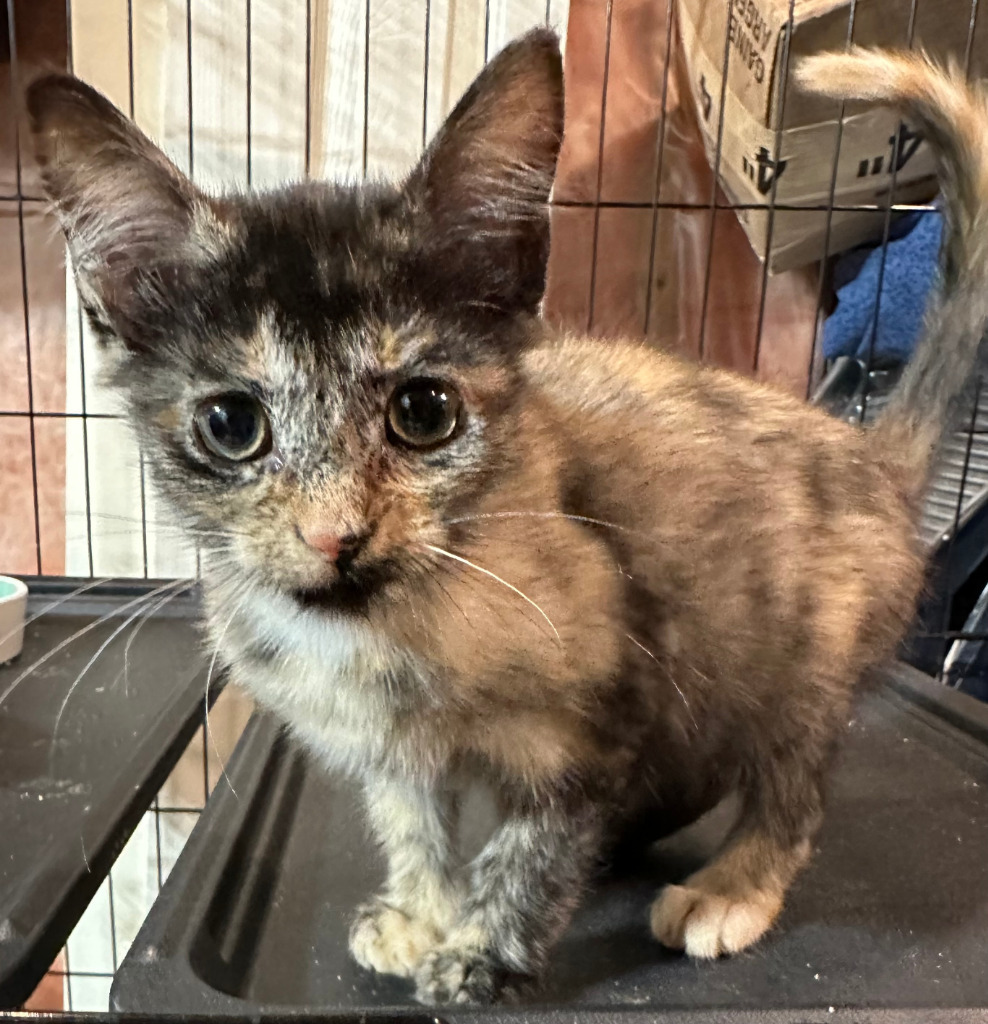 Cleo Smolz, an adoptable Domestic Short Hair in Calgary, AB, T3S 0C5 | Photo Image 2