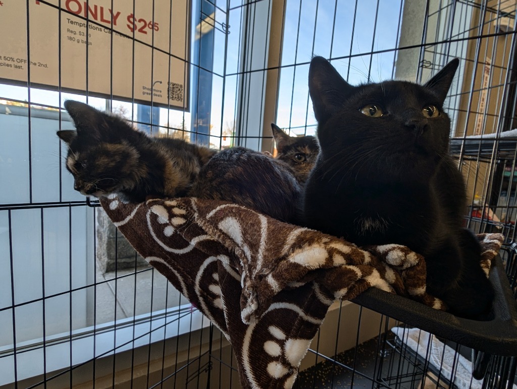 Cleo Smolz, an adoptable Domestic Short Hair in Calgary, AB, T3S 0C5 | Photo Image 3