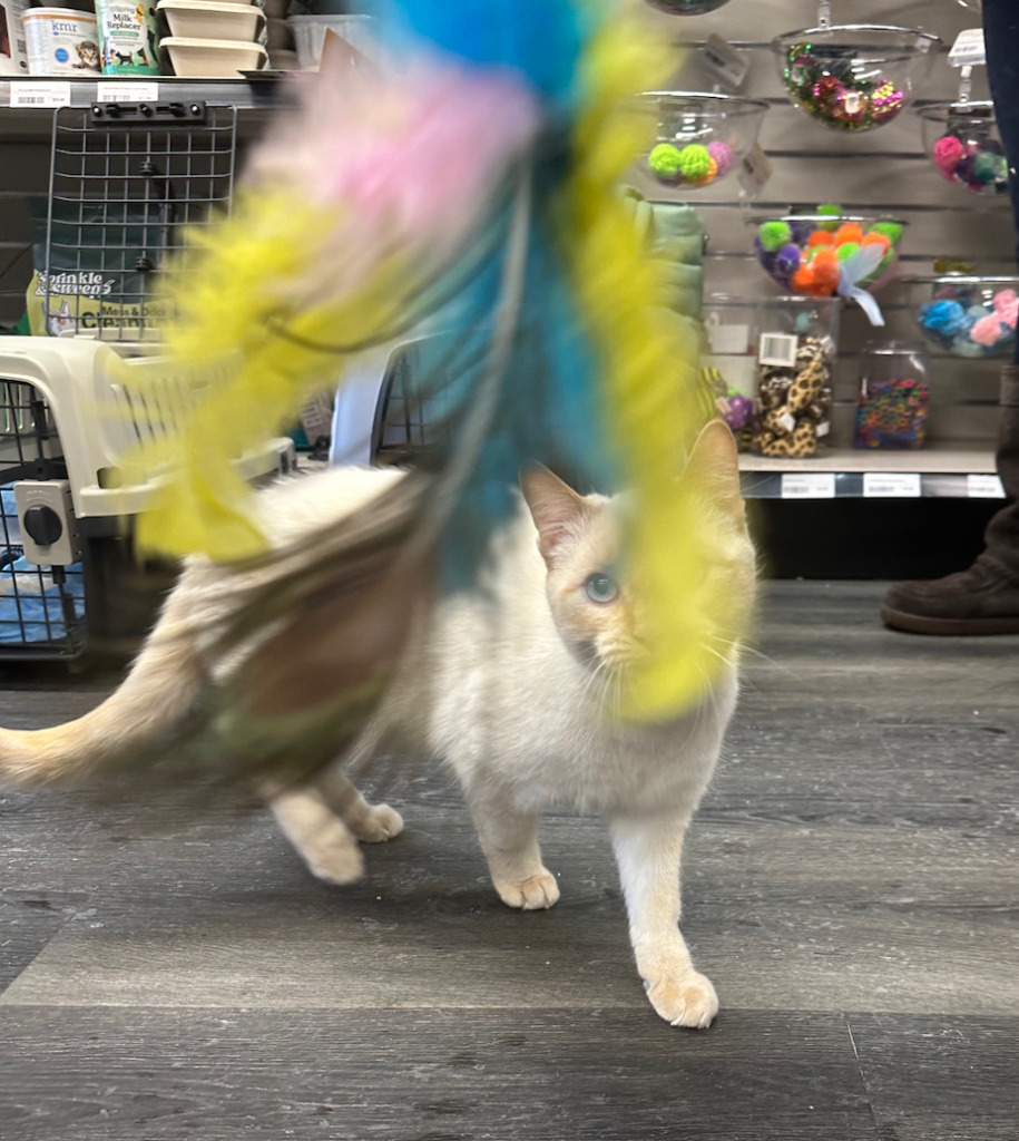 Vroom Vroom, an adoptable Siamese in Calgary, AB, T3S 0C5 | Photo Image 2