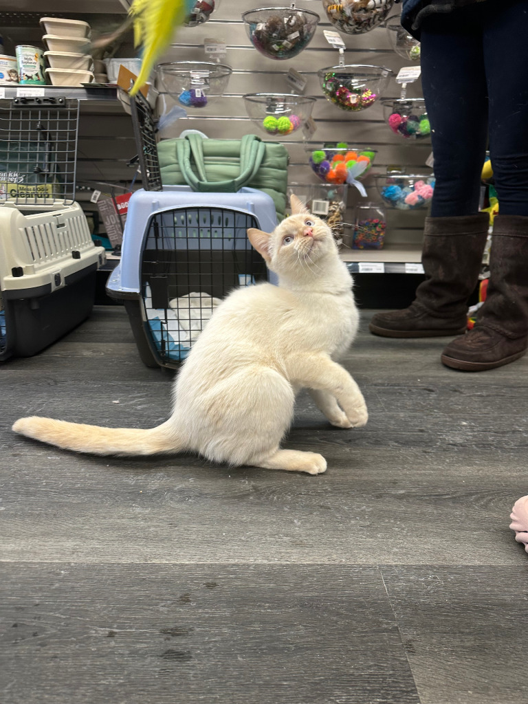 Vroom Vroom, an adoptable Siamese in Calgary, AB, T3S 0C5 | Photo Image 3