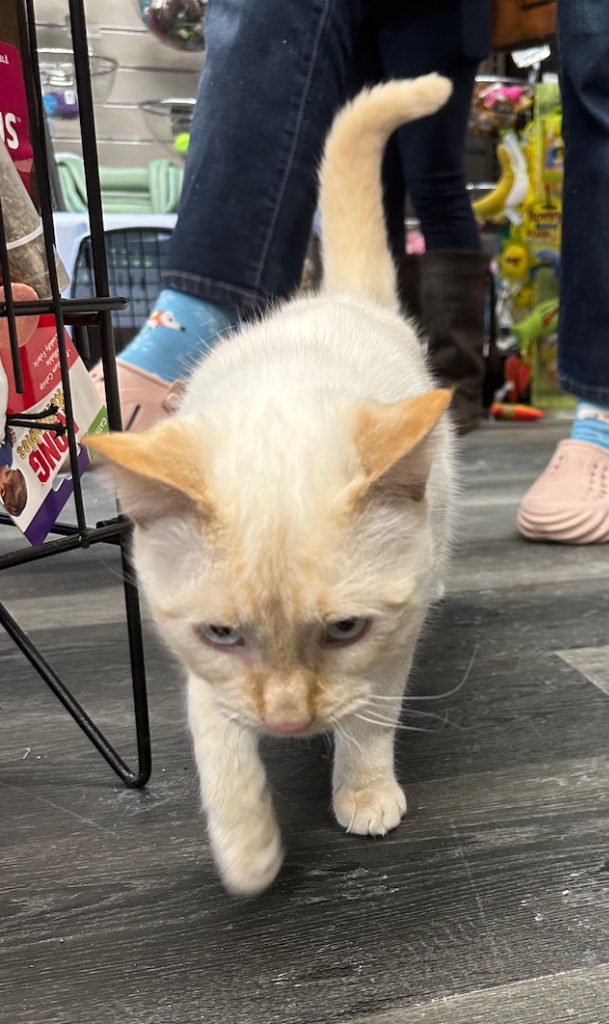 Vroom Vroom, an adoptable Siamese in Calgary, AB, T3S 0C5 | Photo Image 4