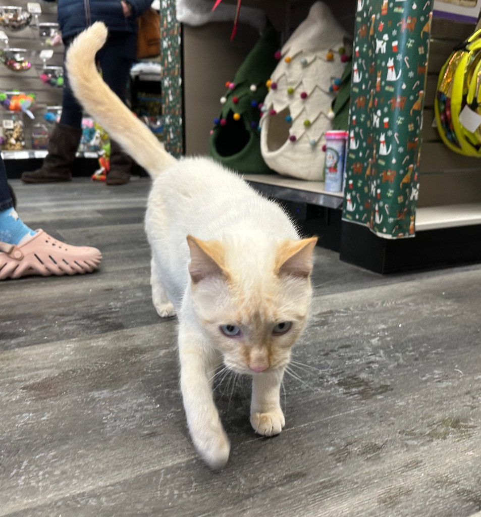 Vroom Vroom, an adoptable Siamese in Calgary, AB, T3S 0C5 | Photo Image 5