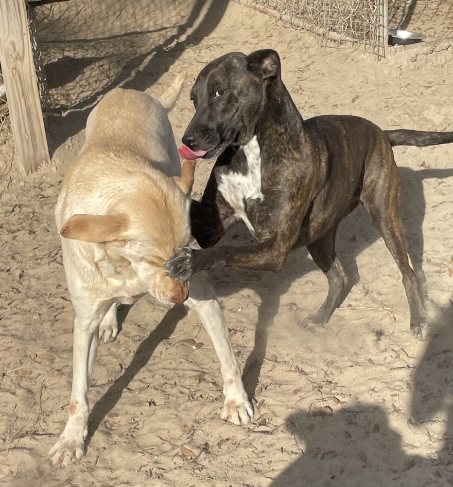 Winnie, an adoptable Whippet in Marianna, FL, 32448 | Photo Image 1