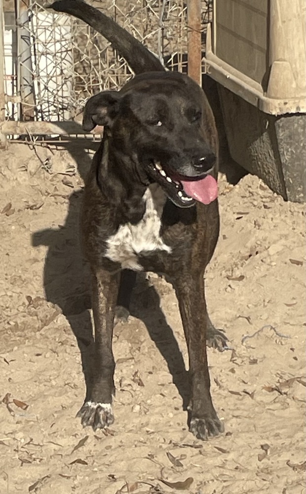 Winnie, an adoptable Whippet in Marianna, FL, 32448 | Photo Image 2