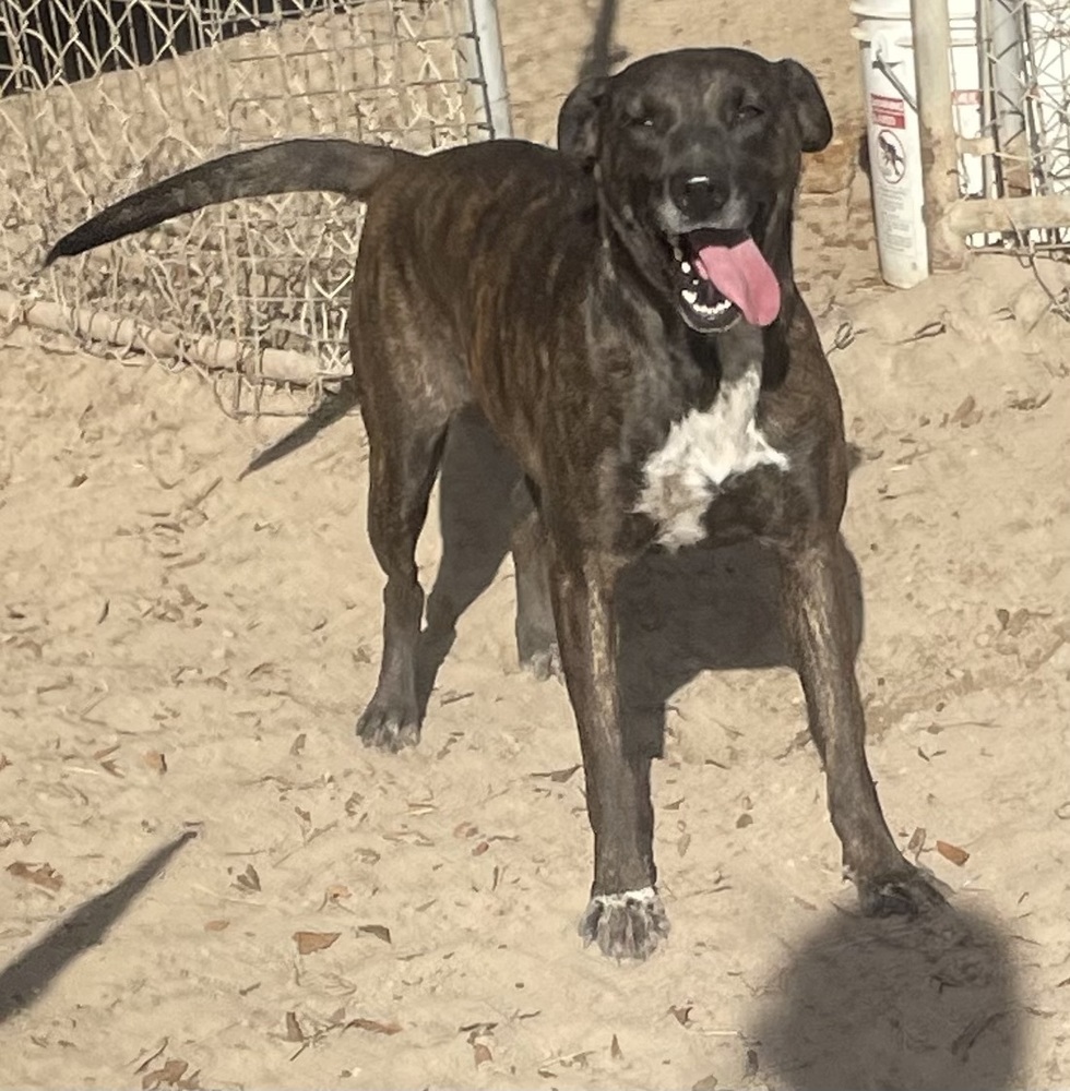Winnie, an adoptable Whippet in Marianna, FL, 32448 | Photo Image 3