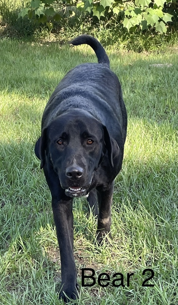 Bear
