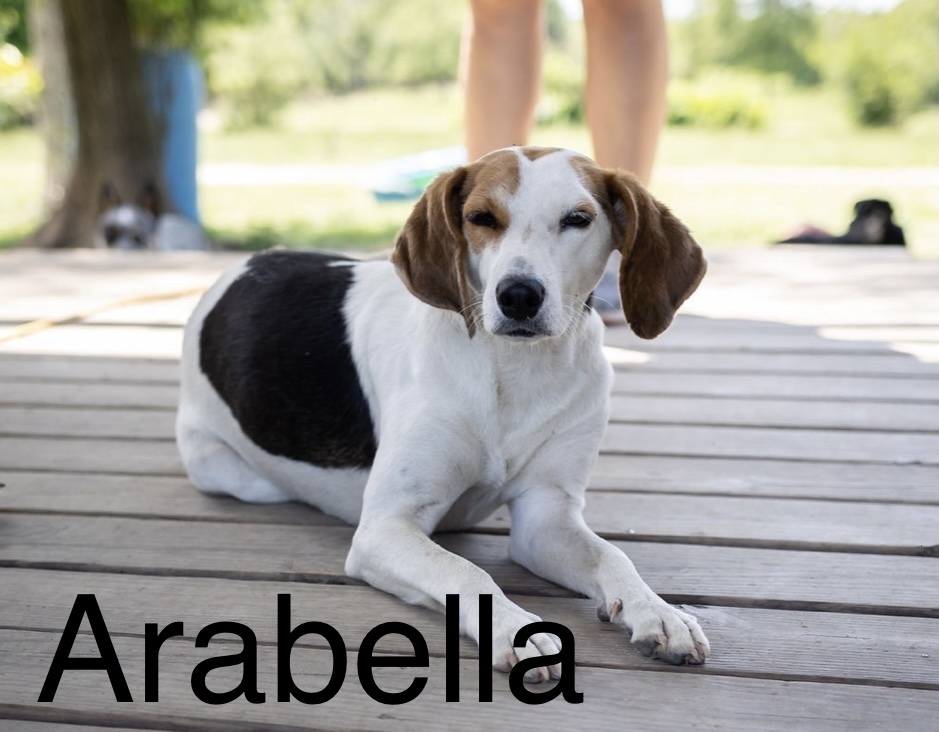 Arabella