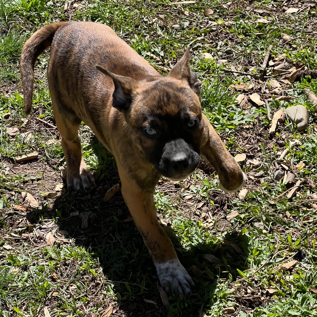 Ranger