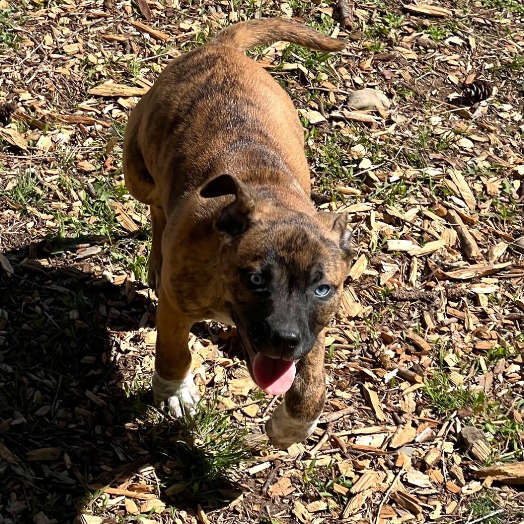 Ranger
