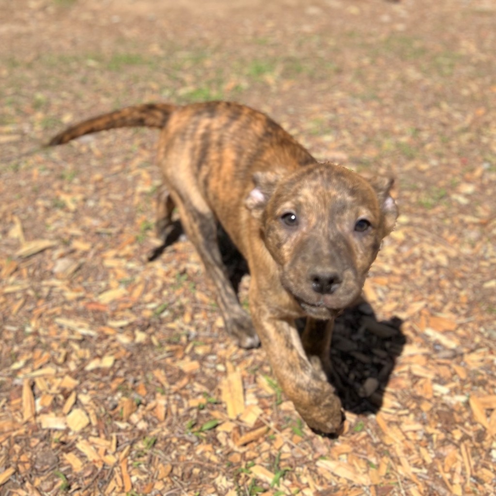 Radcliff, an adoptable Boxer, Pug in Thompson Falls, MT, 59873 | Photo Image 3