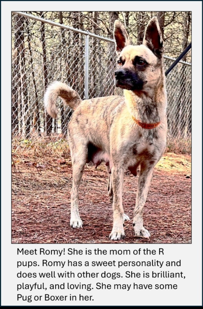 Radcliff, an adoptable Boxer, Pug in Thompson Falls, MT, 59873 | Photo Image 6