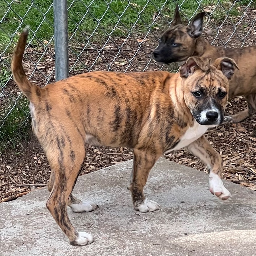 Randa, an adoptable Boxer, Pug in Thompson Falls, MT, 59873 | Photo Image 1