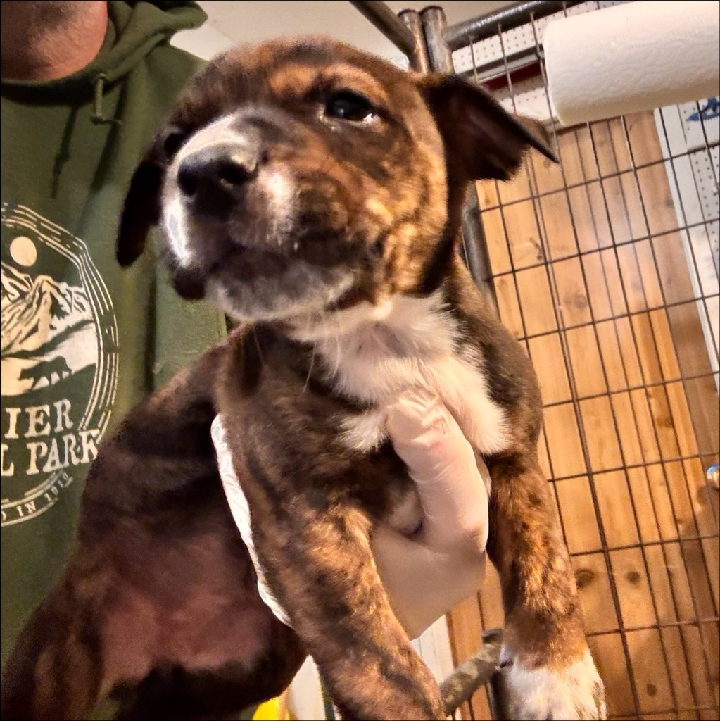 Randa, an adoptable Boxer, Pug in Thompson Falls, MT, 59873 | Photo Image 2