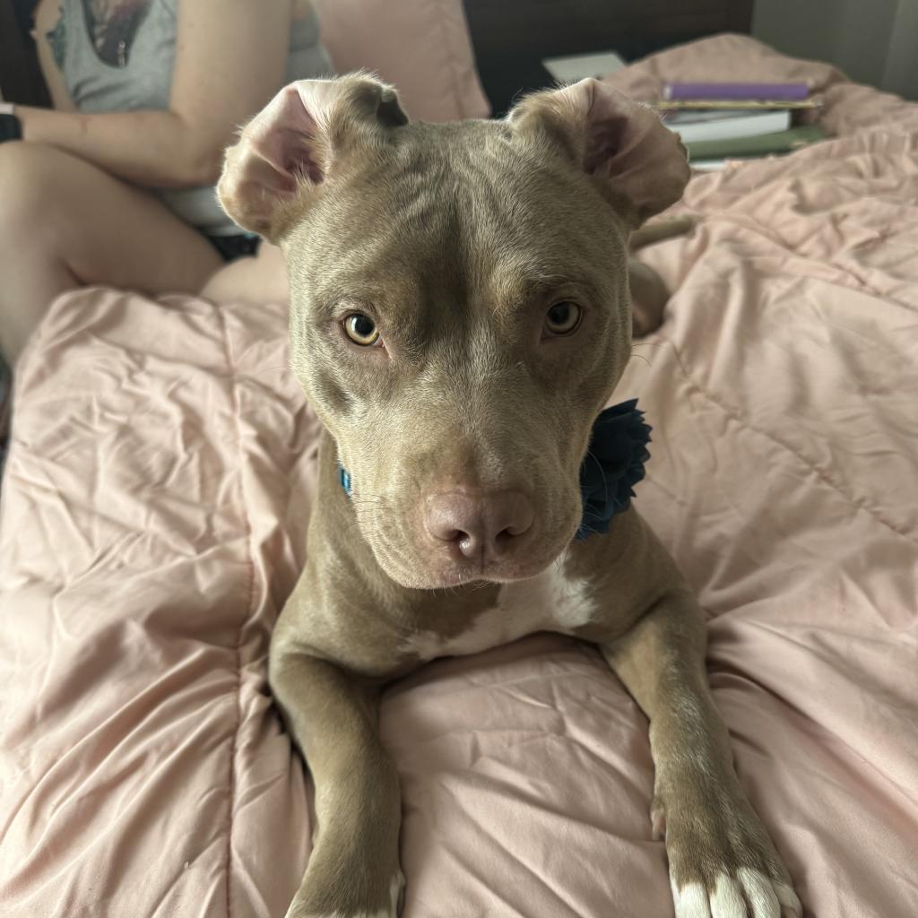 Hazel