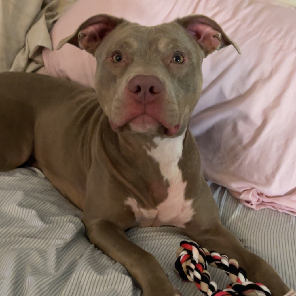 Hazel