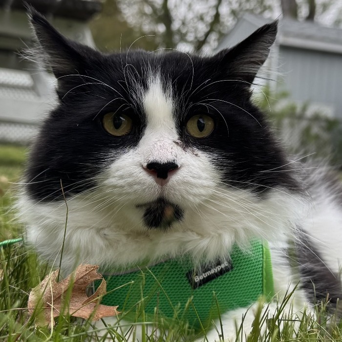 Wilson