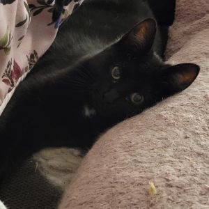 X-ray, Young Female Domestic Short Hair