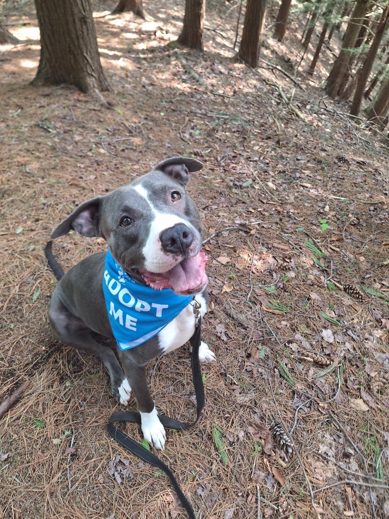 Bradley, an adoptable Pit Bull Terrier in Gloversville, NY, 12078 | Photo Image 1