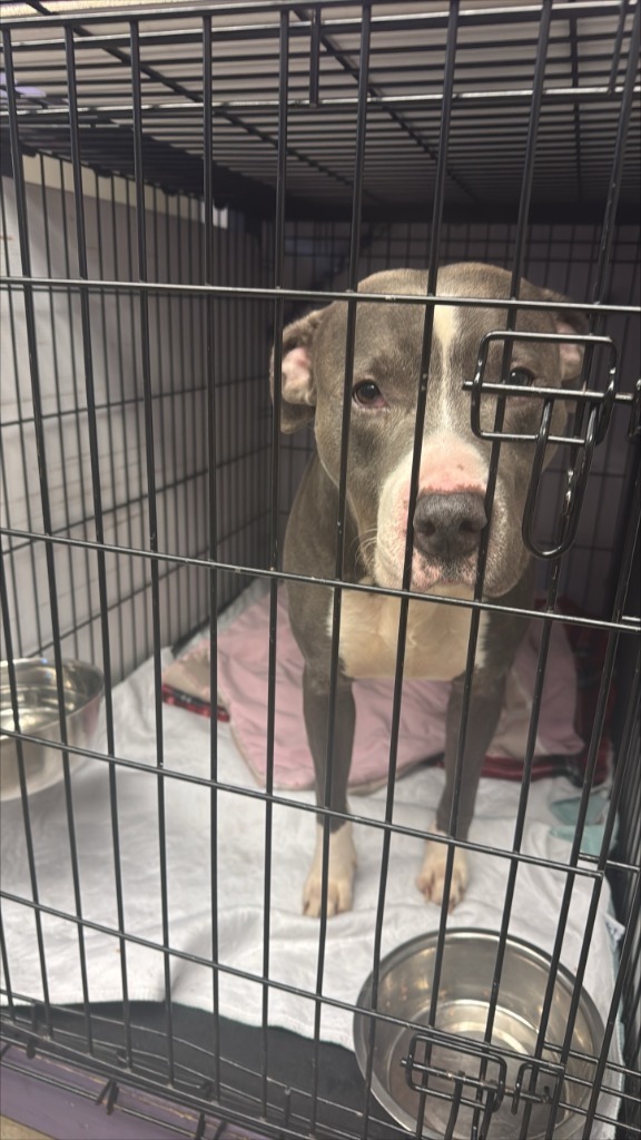 Bradley, an adoptable Pit Bull Terrier in Gloversville, NY, 12078 | Photo Image 2