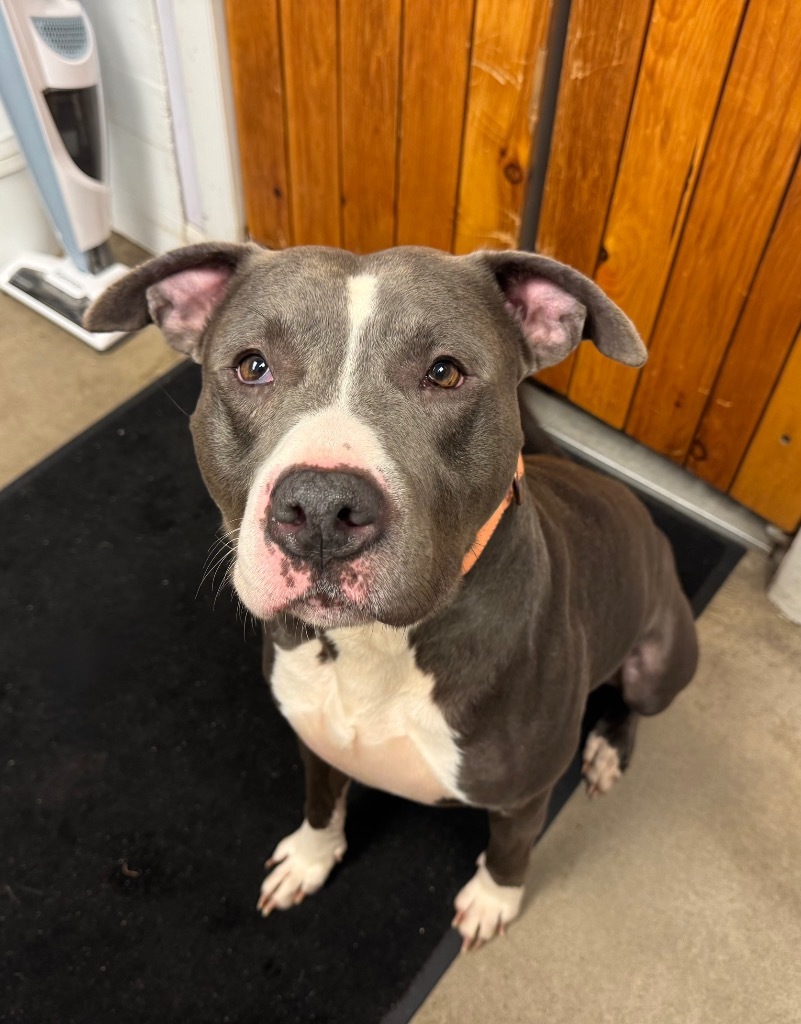 Bradley, an adoptable Pit Bull Terrier in Gloversville, NY, 12078 | Photo Image 3