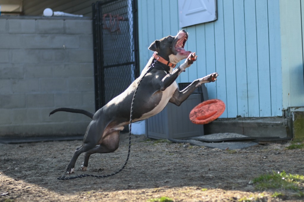 Bradley, an adoptable Pit Bull Terrier in Gloversville, NY, 12078 | Photo Image 4