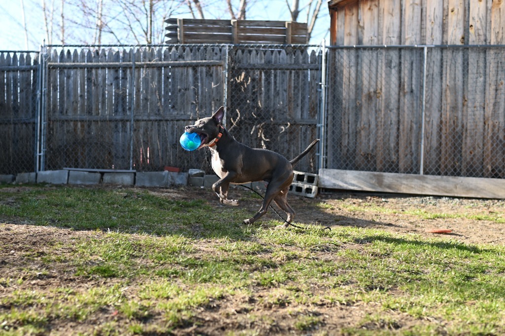 Bradley, an adoptable Pit Bull Terrier in Gloversville, NY, 12078 | Photo Image 5