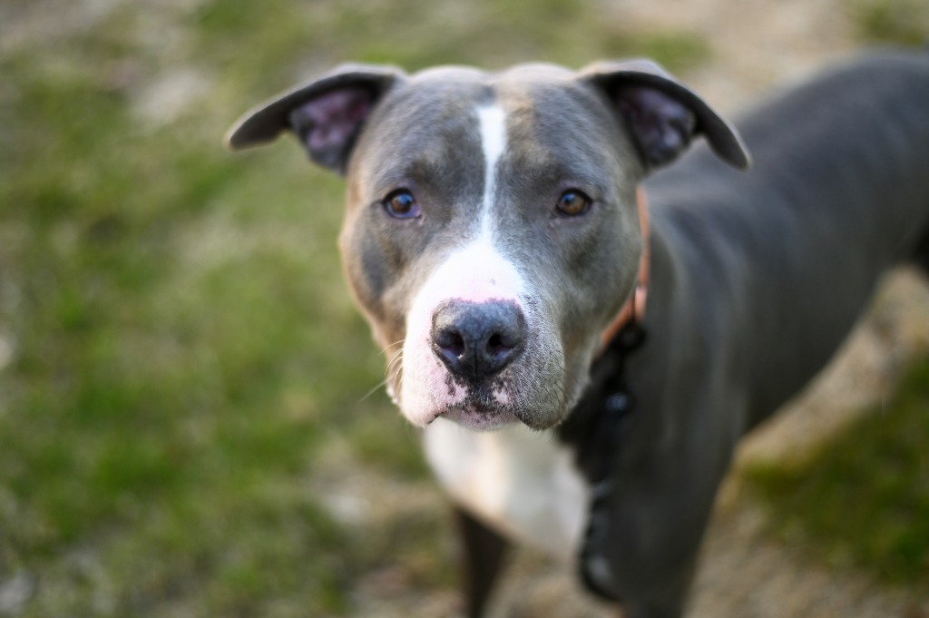 Bradley, an adoptable Pit Bull Terrier in Gloversville, NY, 12078 | Photo Image 6
