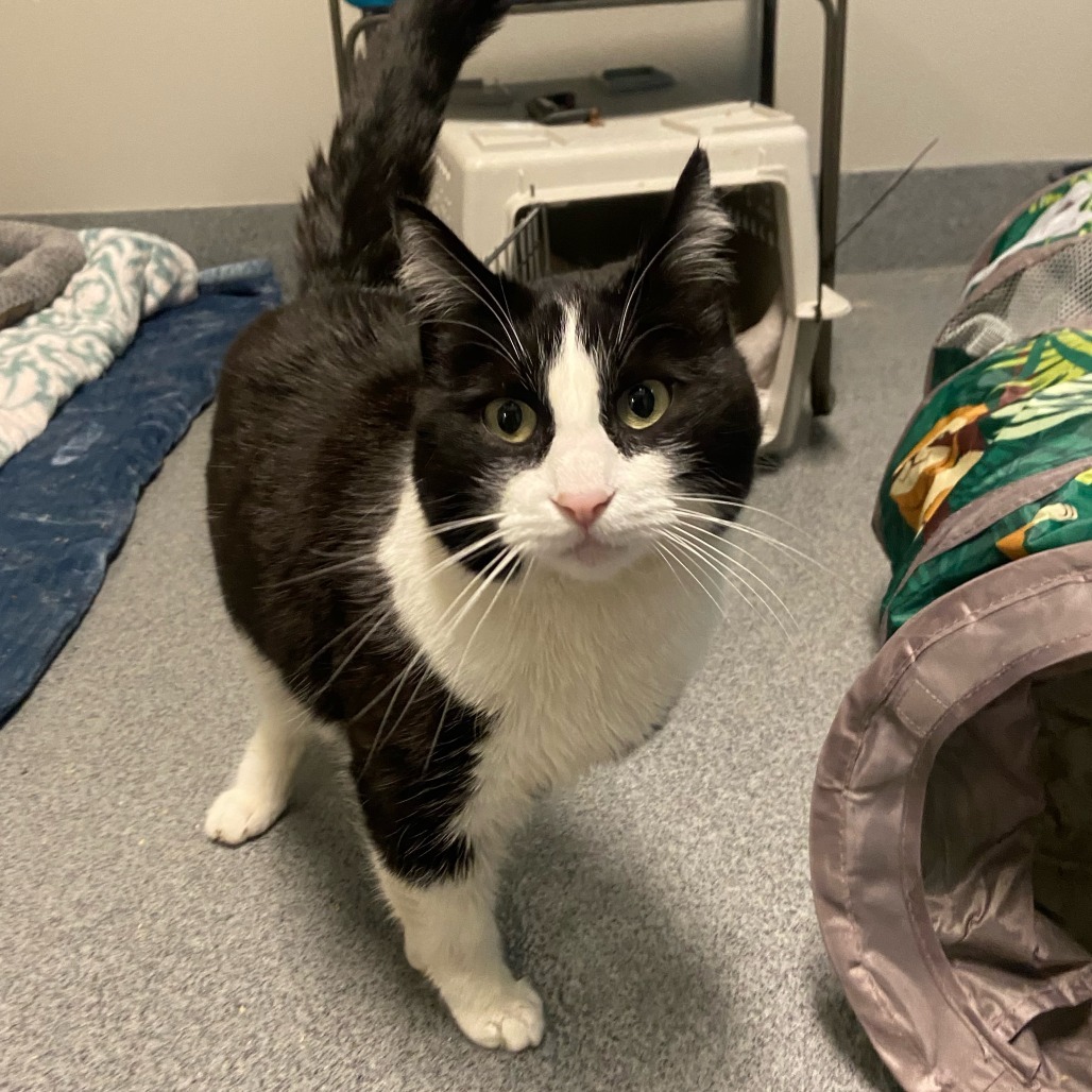 McCloud, an adoptable Domestic Short Hair in Fort Collins, CO, 80524 | Photo Image 1