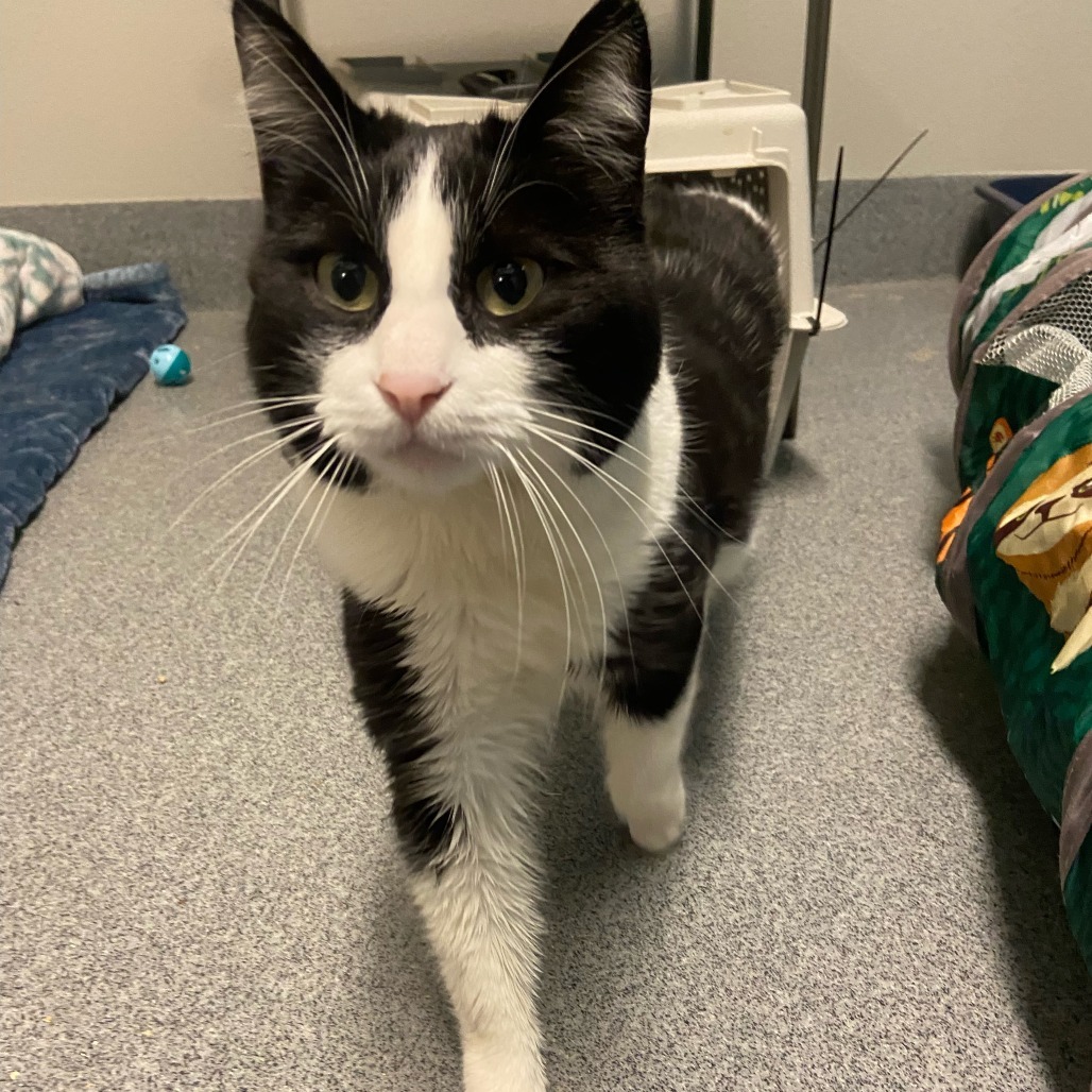 McCloud, an adoptable Domestic Short Hair in Fort Collins, CO, 80524 | Photo Image 2