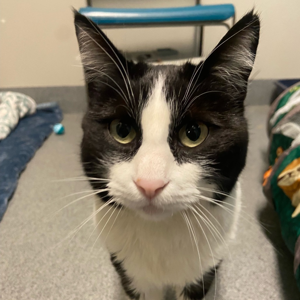 McCloud, an adoptable Domestic Short Hair in Fort Collins, CO, 80524 | Photo Image 3