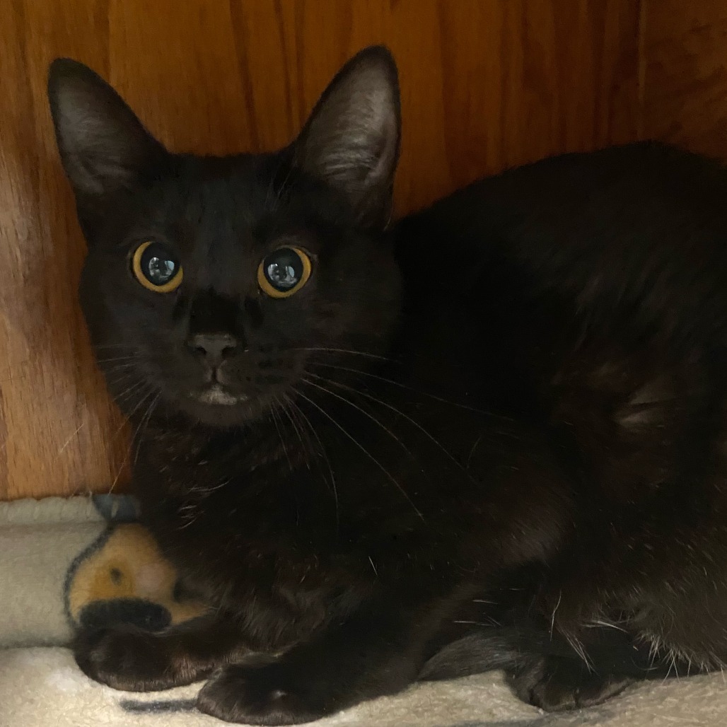Hello, an adoptable Domestic Short Hair in Fort Collins, CO, 80524 | Photo Image 1