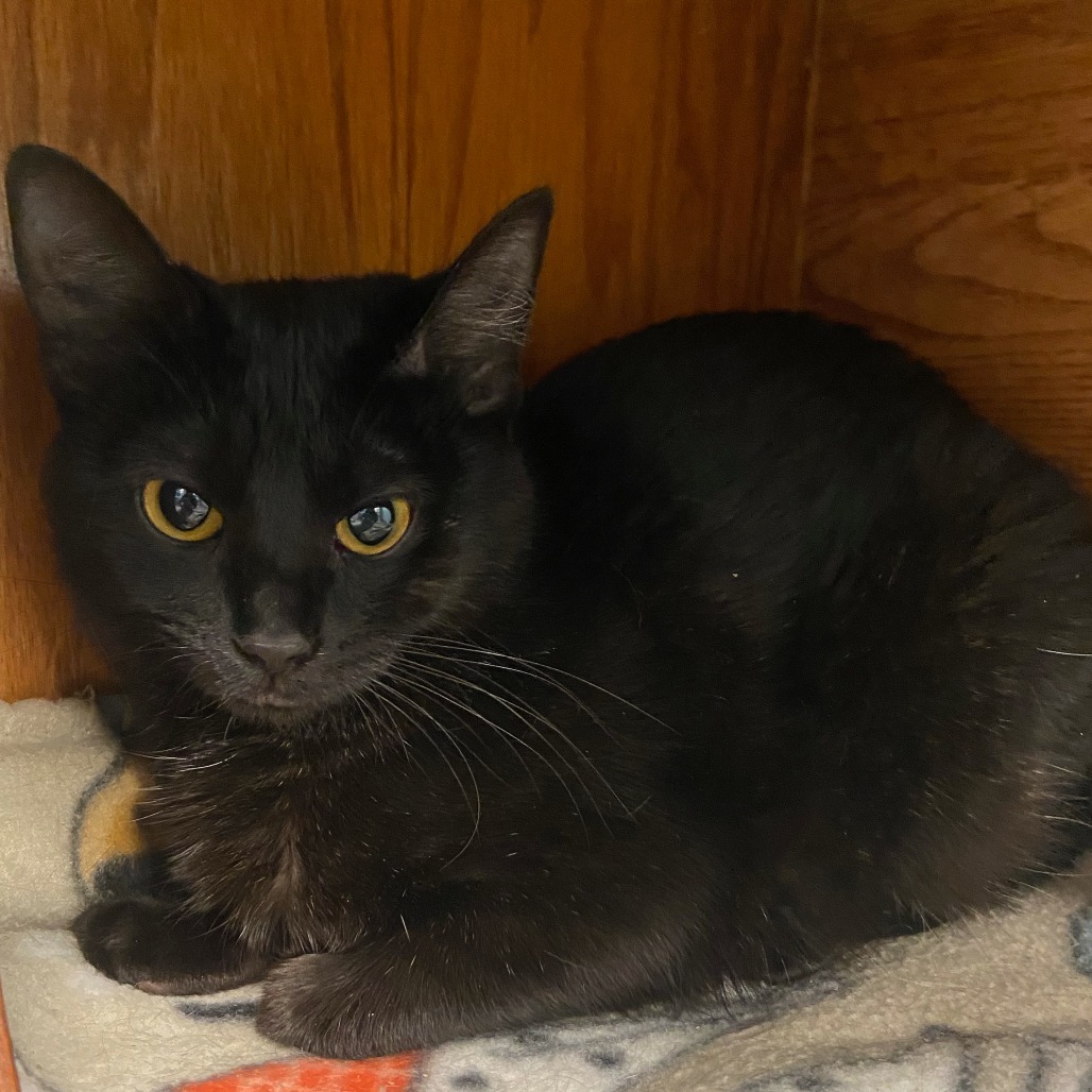 Hello, an adoptable Domestic Short Hair in Fort Collins, CO, 80524 | Photo Image 2