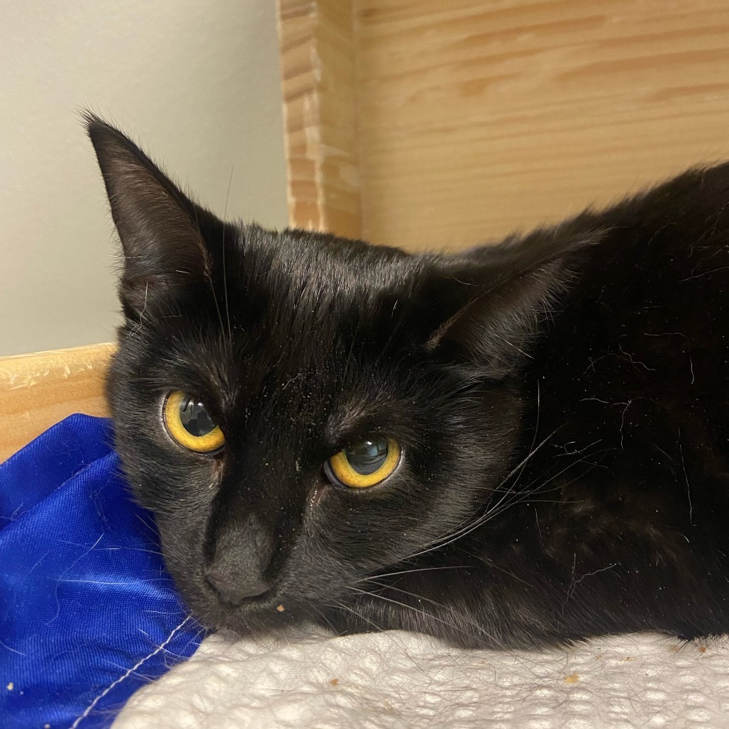 Goodbye, an adoptable Domestic Short Hair in Fort Collins, CO, 80524 | Photo Image 1