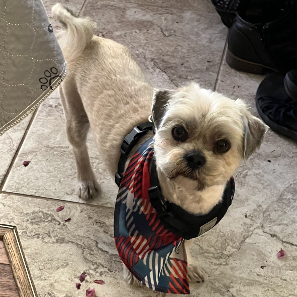 Gizmo