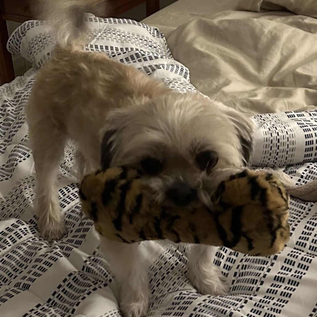 Gizmo