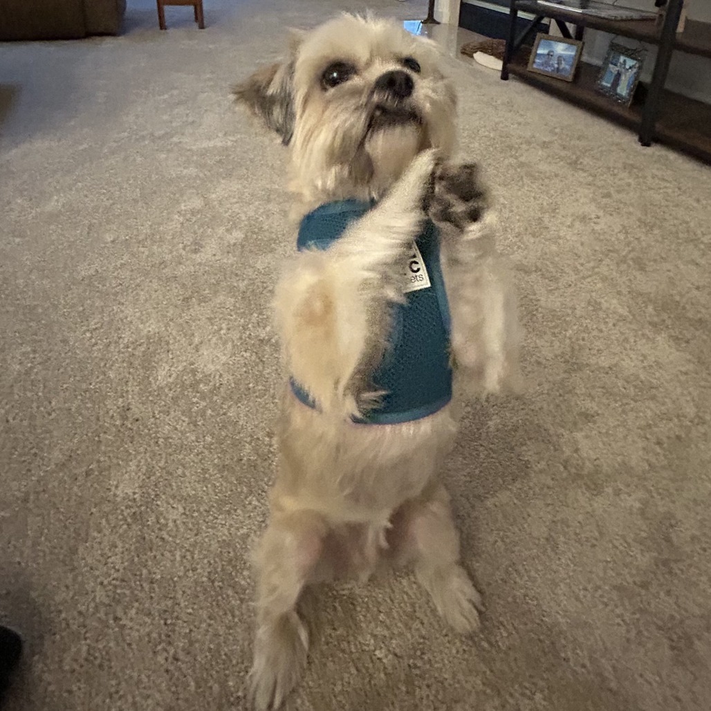 Gizmo