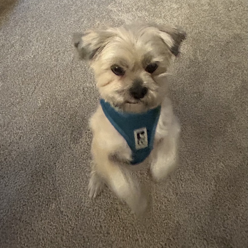Gizmo