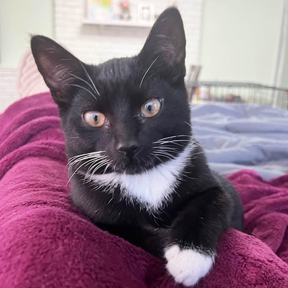 Franklin