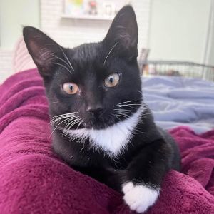 Franklin is a sweet playful kitty with a lot of spunk Hes lived his first 4-5 months with his 3