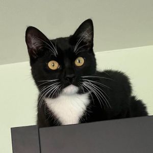 Winston is a loving kitty with the softest fur Hes lived his first 6 months with his 3 siblings an