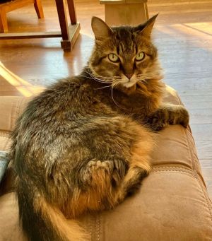 Murphy, Senior Male Domestic Long Hair