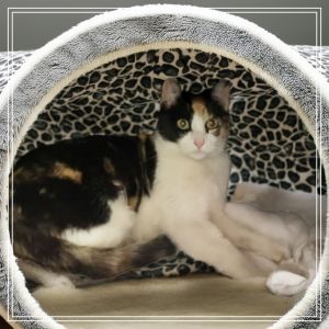 Ruth Domestic Short Hair Cat