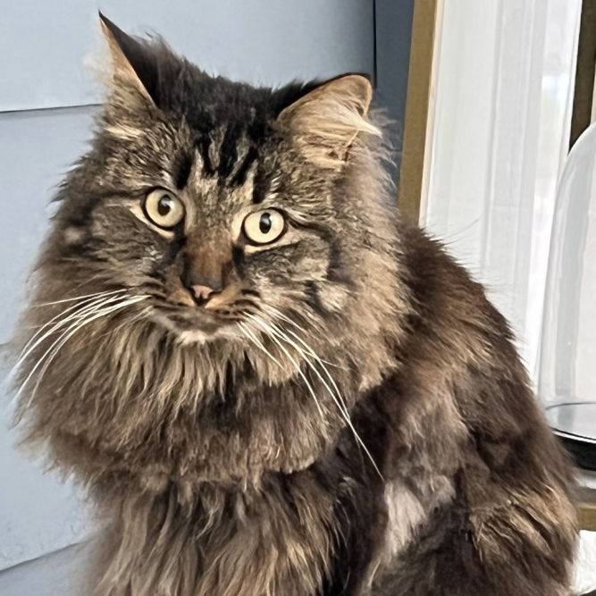 Tyson