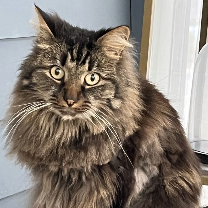 Tyson 1
